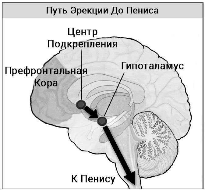 Схематическое изображение пути от мозга до эрекции